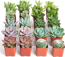 Assorted Succulent Plant Pack Bulk Collection - Live Mini Succulent Plants, L...