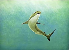 Richard Ellis Pencil Signed & Numbered "Tiger Shark" Lithograph Print 1974