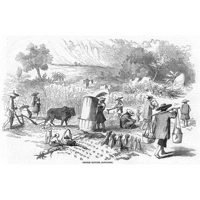 HONG KONG Chinese Harvest - Antique Print 1858