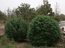 Supersoil By Mankind 5 Lb Concentrate 