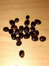 Acacia Erioloba - Vachellia - 5 Seeds Very Heavy Duty