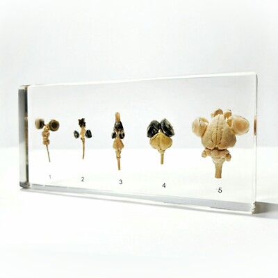 Real Brain, Comparative Brains in Resin, Educational Display, Columba livia