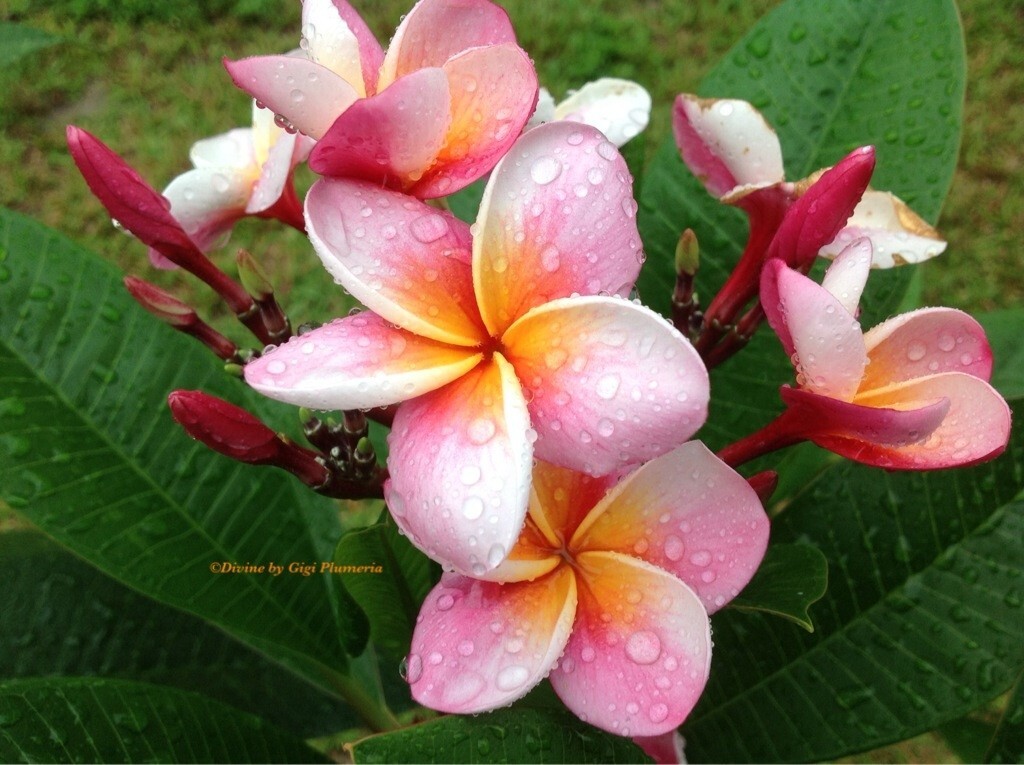 Dwarf ROOTED PLUMERIA PLANT (pizzazz ) PINK WITH 1 TIP | eBay