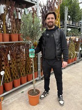 Olive Tree 160-170cm
