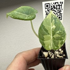 Alocasia Maharani Variegata - Very rare variegated aroid plant ref 03AMAV22