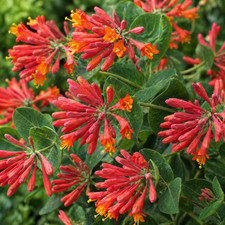 Honeysuckle Dropmore Scarlet Climbing Plant Shrub Lonicera Hardy Scented