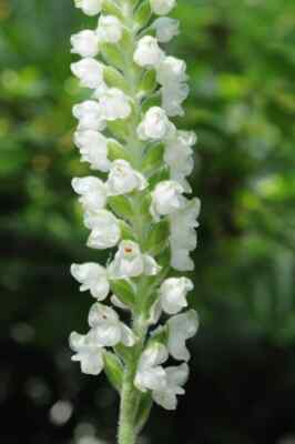 10 Rattlesnake Orchids bareroot bulbs root systems