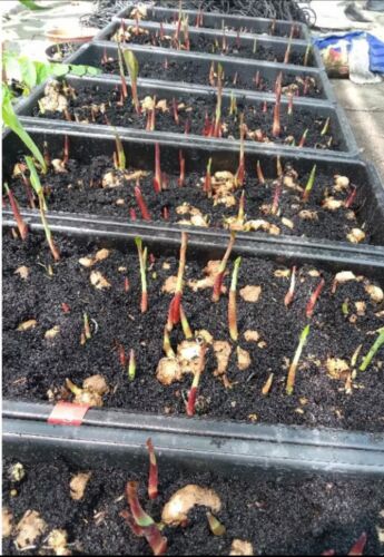 AUTHENTIC Caladium Poison Dart Frog 1 bulbs - Picture 4 of 6