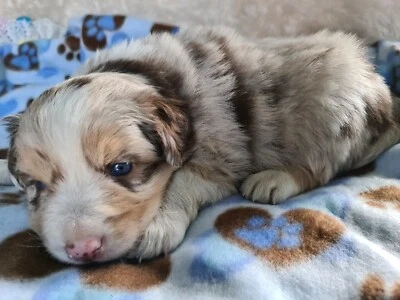 dogs and puppies gumtree