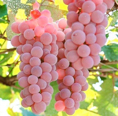 Koshu Grape Seedss - 100 pcs | Vitis vinifera | for Planting