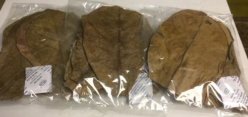 30 Indian Almond Leaves 10-15cm Catappa Ketapang for Fish, Shrimp, Aquarium