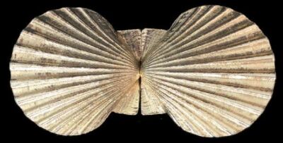 Gold Narrow Stacked Sea Shell 2 Piece Wrap Buckle Women Mimi D N 1982 Great Mimi Din 2 piece gold tone belt buckle shell design 1980 - 2  main image 4