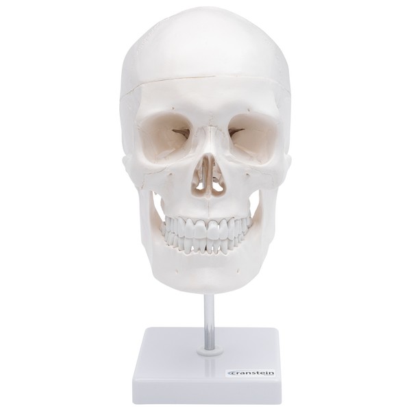 SchäDel Anatomie Modell Lebensgroß 3 Teilig Bewegliche Kiefer Auf Stativ-image