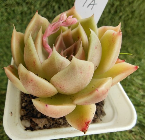 Echeveria White Peach 7cm diameter Succulent - Picture 2 of 2