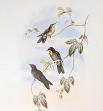 Gould SIMON'S THORN-BILL Hummingbirds Vintage Bird Art Print Bookplate S-43