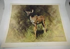 David Shepherd KUDU Limited Edition Art Print Numbered 300/1800