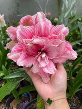 Pretty Imported Double Amaryllis Lily Light Pink Flower Bulb Pack Of 2 Bulb