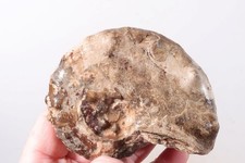 Morocco Ammonite lapidary 12.8 oz rough Mammites lot G3