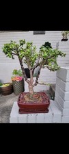 Large Baby Jade Bonsai Tree