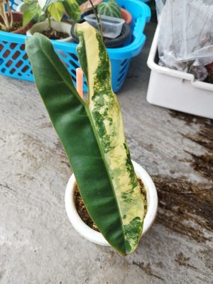 Philodendron Billietiae Variegated 1 Leaves Real Picture Rare Plant