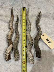 Lot of 4 blackbuck Horns antler mount taxidermy bone (3115)