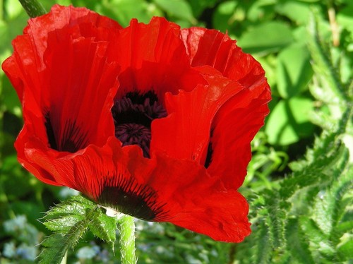 Persian Poppy : 100+ Seeds : Papaver Bracteatum : Iranian Poppy - Picture 4 of 8