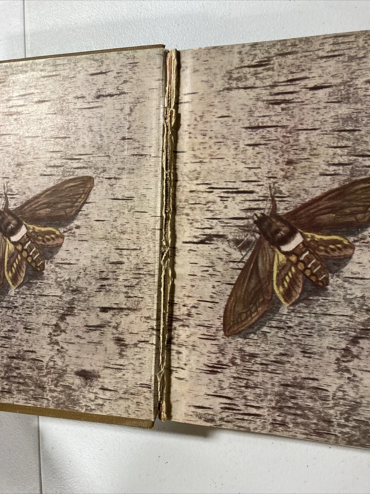 Moths of the Limberlost by Gene Stratton-Porter Hardcover 1912 Foto 4 de 4