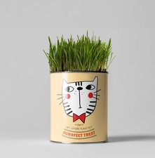 Purrfect Treat. Eco Grow Your Own Plant Kit, Gardening Kit. - Unique Gift Idea