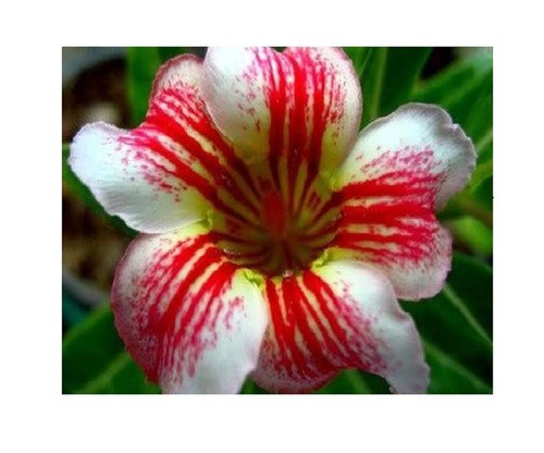 2x Adenium obesum Laymungorn Wüstenrose Garten Pflanzen - Samen B556 - Picture 1 of 4