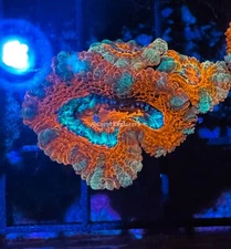 CE- WYSIWYG Diamond Blue Acan Lord Micromussa - Live Coral Frag LPS SPS #R1B5