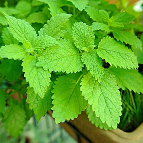 Herb plants, garden ready, 9cm pots lots of choice - Picture 235 of 298