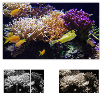 Leinwandbild Gelbe Korallenfische Fische Korallen Wandbild Leinwandbild Dekorati