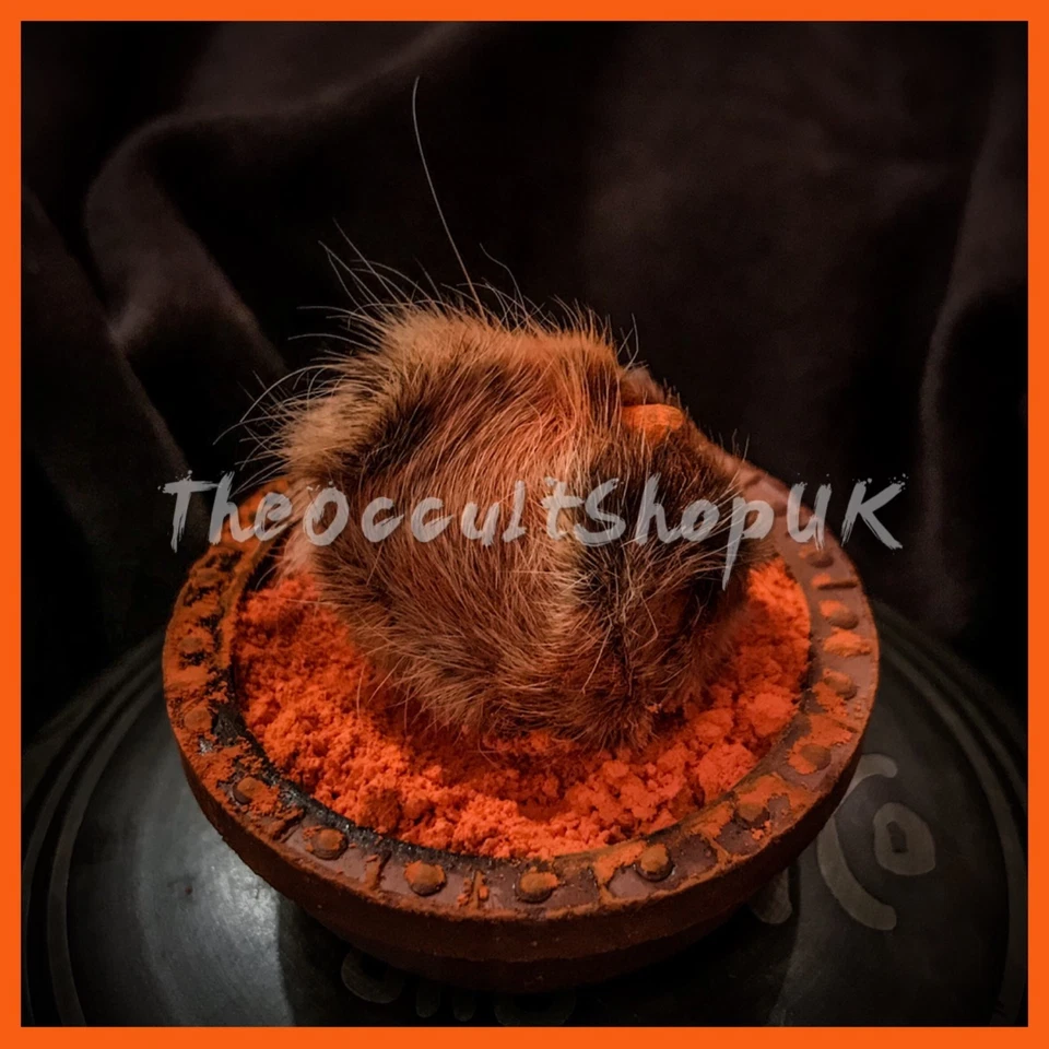 Doré Jackal Corne Gidhar Singhi Ritual Talisman Wicca Païen Breloque Magical