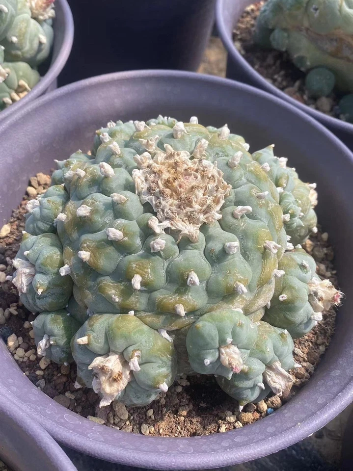 Single head A huge raresucculent cactus plant Haveroots norootstock 9-12CM - Image 4 of 4