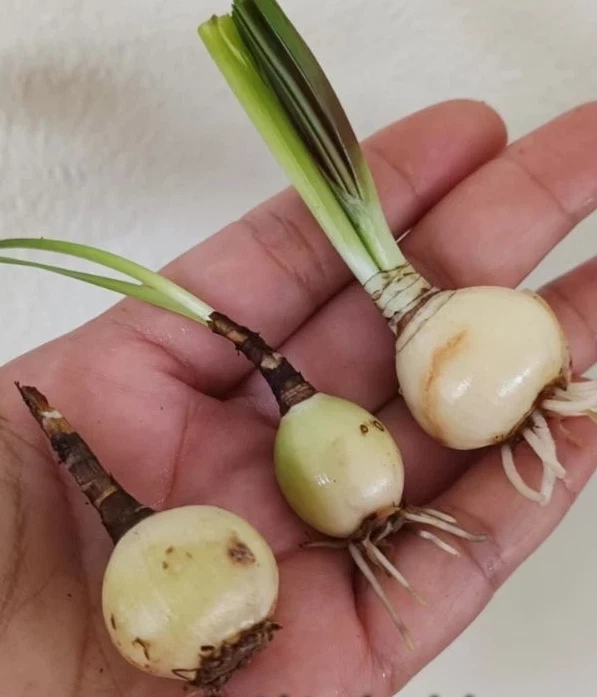 1 bulb AUTHENTIC Rain Lily Zephyranthes (130 varieties) 7-10mm size page 2 - Image 3 of 4