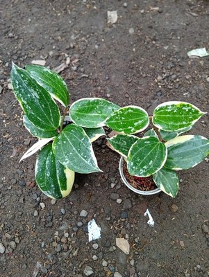 Real Picture Hoya Latifolia Albomarginata