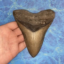 MEGALODON SHARK TOOTH 5.26 HUGE TEETH MEG SCUBA DIVER DIRECT FOSSIL NC 2508