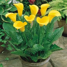 Zantedeschia - GOLDEN BEAUTY - Perennial Calla Lily Plant BULB