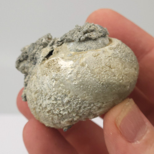 Ruck's Pit Calcite Clam Fossil - Mercenaria permagna - Ft. Drum, Florida