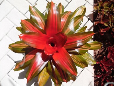 Neoregelia ORANGE CRUSH Bromeliad one tropical plant *BIG*