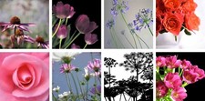 80 floral greetings cards, 8 designs, blank inside, individually cello wrapped