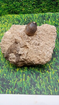 Partial Mosasaur tooth embedded in limestone ~ Morocco ~