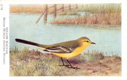 POSTCARD - YELLOW WAGTAIL- BRITISH MUSEUM - NATURAL HISTORY - C78 - BIRD - Picture 1 of 2