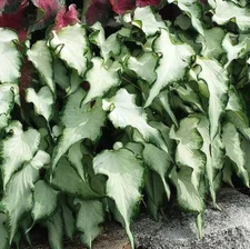 Caladium 'White Pearl' Size #2 (2 Bulbs)- Easy to Grow Houseplant
