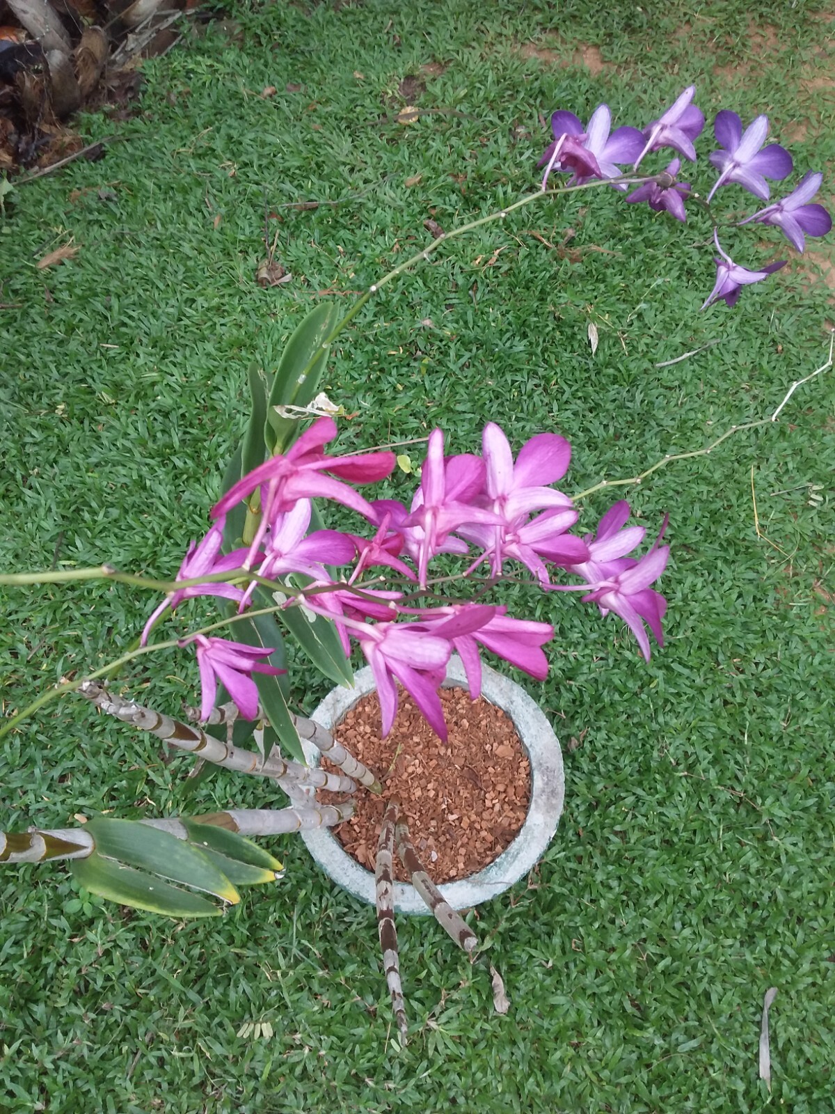 Coconut Husk Chips Orchids Anthurium Growing Dry 100 Natural Fiber