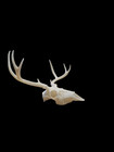 3D Printed Montana Deer Skull European Mount Replica #277# Gothic Decor — photo 2
