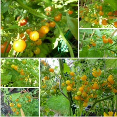 Johannisbeer-Tomate gelb  kleinste Tomate der Welt ~Wild Tomate 15-20 Korn