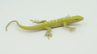 Southern Alligator Lizard, Reptile Toy, Realistic Figure, Model, 5