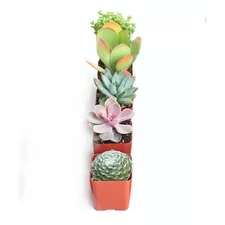 Assortment of Hand Selected Fully Rooted Live Indoor Pastel Tone Succulent Plant