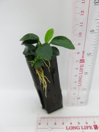 Anubias Nana on Driftwood /Bogwood /Pine cone Freshwater tropical aquarium plant - Picture 19 of 52